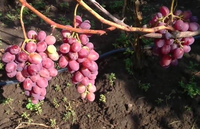 Три кисти столового винограда Низина с плодами красно-фиолетово цвета