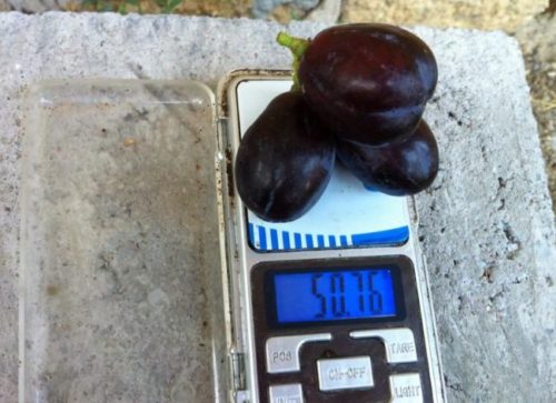 Три крупных ягоды гибридного винограда сорта Князь Трубецкой на весах