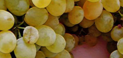Виноград сорта Коктейль вблизи плоды