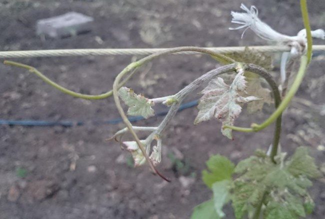 Молодой побег винограда сорта Красностоп Золотовский, подвязанный к проволоке шпалеры