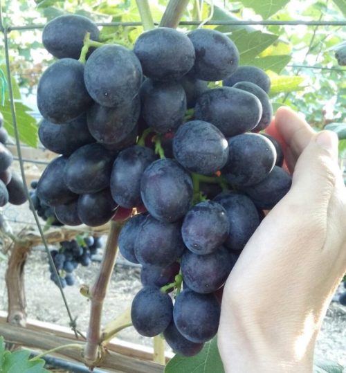 Гроздь столового винограда сорта Краса Балок с ягодами темно-синего окраса