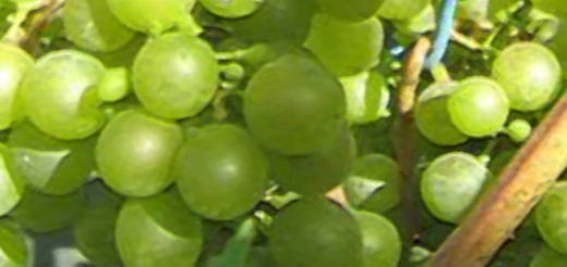 Виноград Краса Севера на кисти почти спелая гроздь