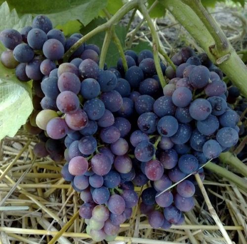 Объемные грозди синего винограда гибридной формы Красень