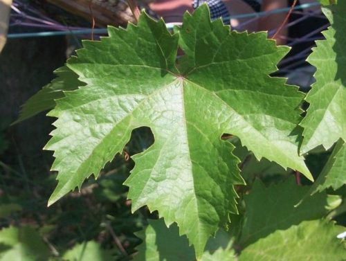 Темно-зеленый лист винограда сорта Красень