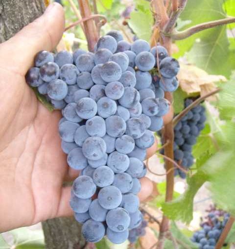 Спелая гроздь винограда технического сорта Красностоп Золотовский