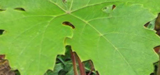 Виноград сорта Кристалл кисть и листовая пластина