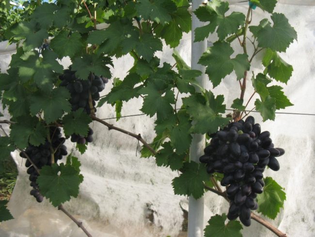 Гроздья винограда Велика на лозе
