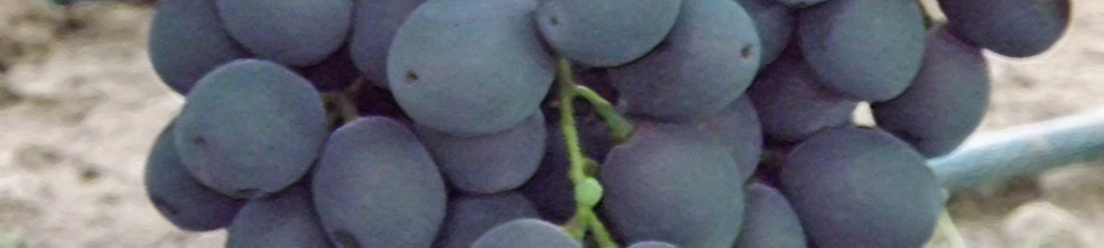 Сорт винограда фуршетный вблизи плоды на кисти