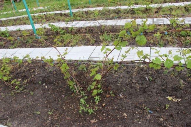 Виноградный куст ранней весной на второй год вегетации и садовая дорожка из цементной плитки
