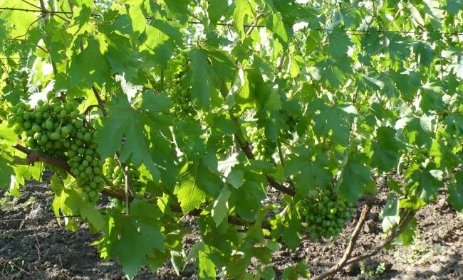 Куст винограда гибридной формы Эталон в начале июля на садовом участке