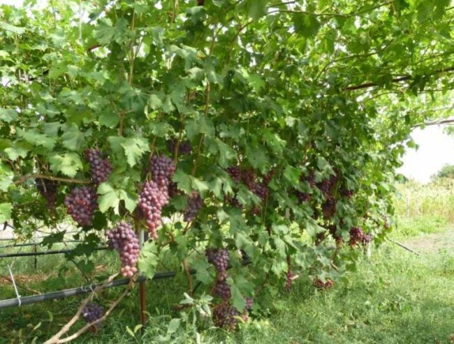 Куст столового винограда селекционного сорта Низина под нагрузкой
