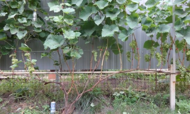 Куст винограда с гроздьями на самодельной шпалере и забор из профилированного листа на заднем плане
