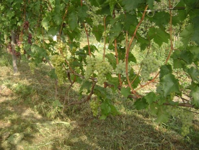 Куст винограда на шпалере с одеревеневшими побегами и гроздьями созревающих плодов