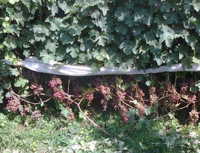 Кусты винограда с кистями созревающих плодов и защитная сетка от птиц и насекомых