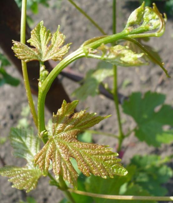 Верхушка растущего побега винограда гибридной формы Ласточка