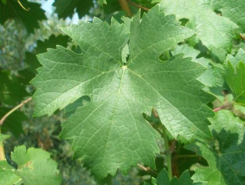 Лист винограда гибридной формы Мерло крупным планом