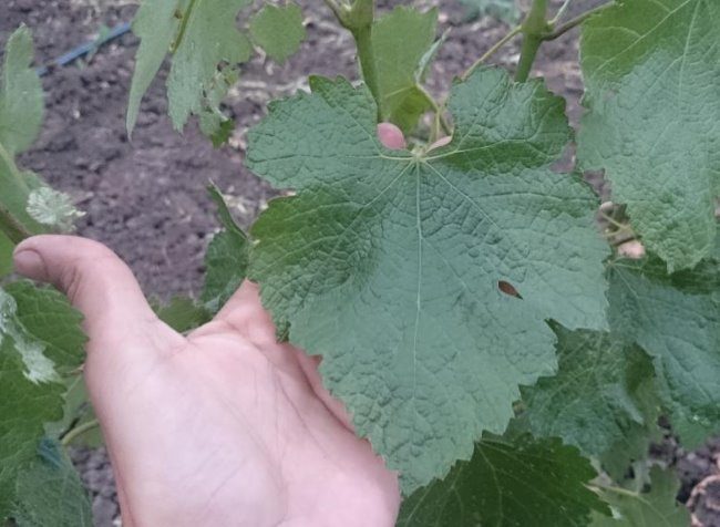Виноградный лист в ладони садовода, технический сорт Красностоп Золотовский