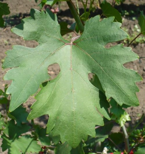 Лист винограда гибридной формы Эталон крупным планом