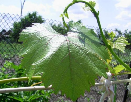 Лист винограда вблизи, раннеспелый сорт бессемянного винограда Кишмиш Запорожский