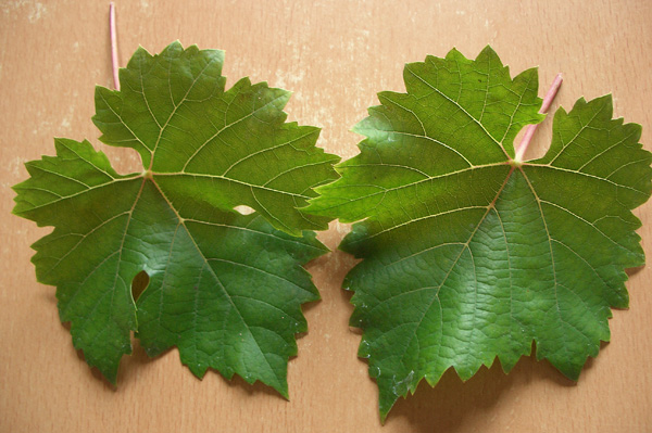 Два зеленых листа винограда различной степени рассеченности с одного куста
