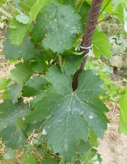 Листья винограда после обработки бордоской жидкостью и стальная арматура в качестве опорной стойки