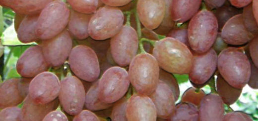 Зелёные и спелые плоды винограда сорта Лучистый с капельками росы