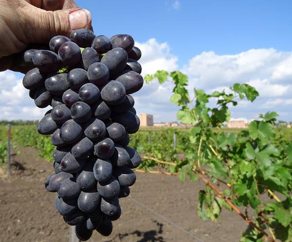 Конусообразная гроздь винограда Макси Черный в руке садовода