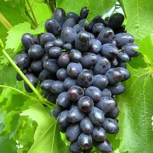 Крупная гроздь винограда технического сорта Макси Черный с плодами темно-синего окраса