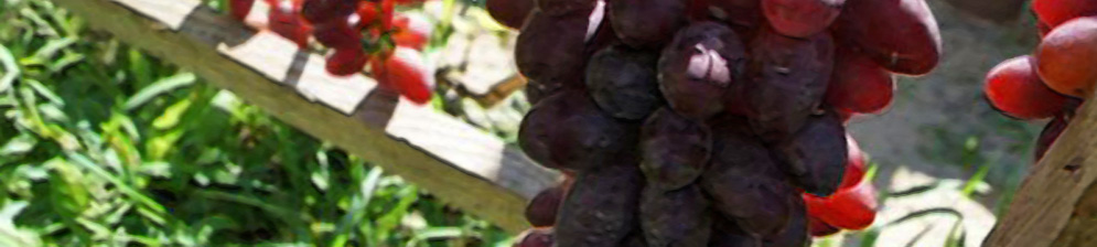 Кисть винограда малиновый супер на шпалере