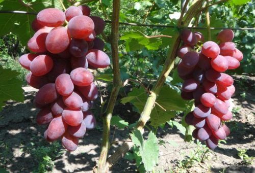 Две кисти спелого винограда сорта малиновый Супер на ветках, растущих вдоль шпалер