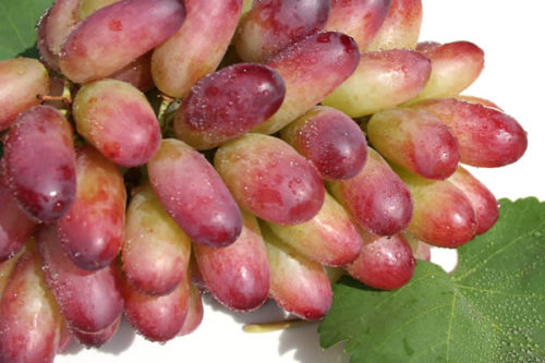 Вытянутые ягоды винограда сорта Маникюр Фингер с характерной окраской