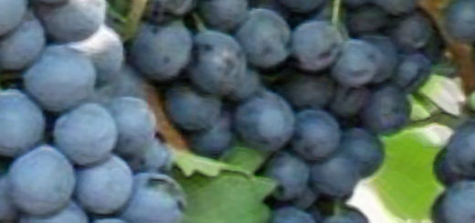 Спелые плоды винограда макси Чёрный