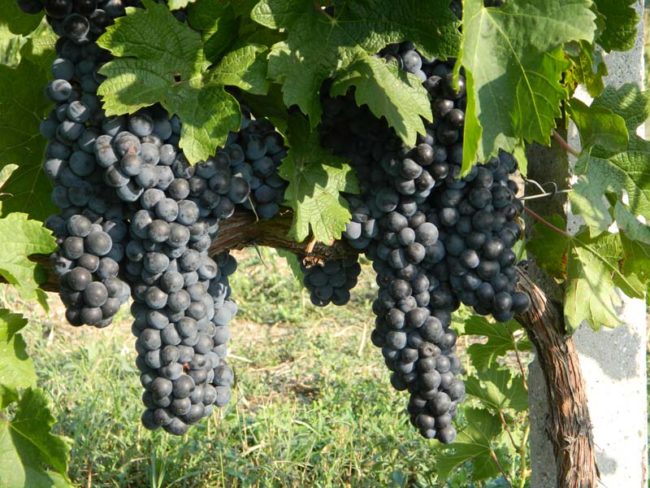 Виноградная лоза технического винограда сорта Мерло с длинными гроздьями сине-черных ягод