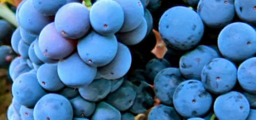 Гроздь винограда сорта Мерло вблизи почти спелая