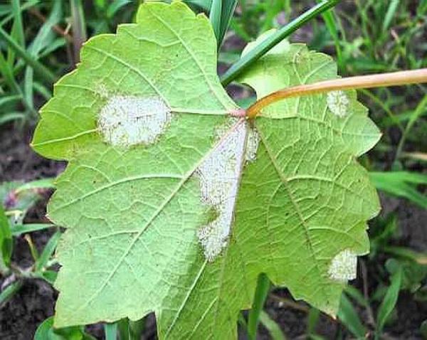 Лист винограда с белесыми пятнами на внутренней стороне от мучнистой росы