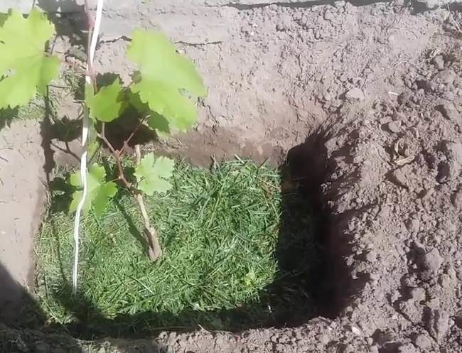 Саженец винограда с зелеными побегами в посадочной яме и мульчирование травой
