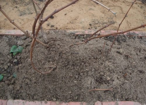 Куст винограда, присыпанный грунтом для предохранения вымерзания корневой системы