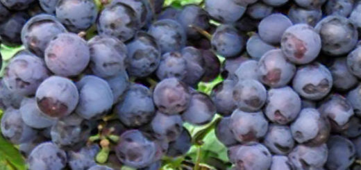 Спелая гроздь винограда сорта Муромец