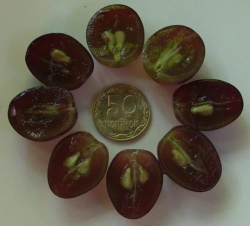 Спелые плоды гибридного винограда сорта Низина в разрезе и монетка