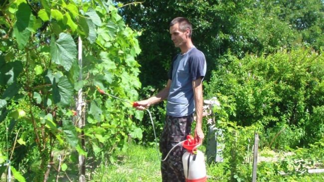 Обработка винограда удобрениями