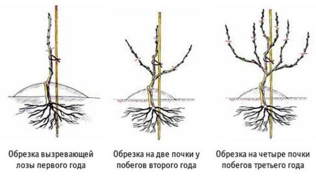 Схемы обрезки винограда на первый, второй и третий года