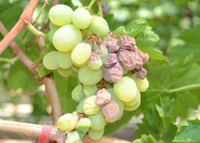 Кисть белого винограда с признаками поражения оидиумом – сморщенные плоды коричневого цвета