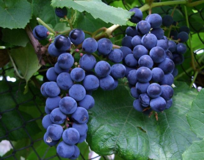 Грозди винограда Зилга на лозе
