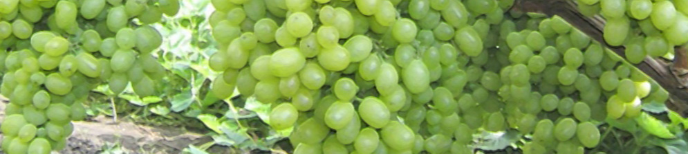 Спелые плоды винограда сорта Алешенькин
