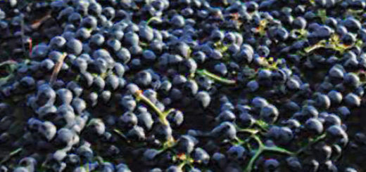 Спелые собранные плоды винограда сорта Красень