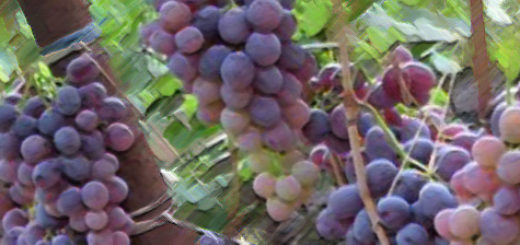 Плоды спелые винограда сорта низина