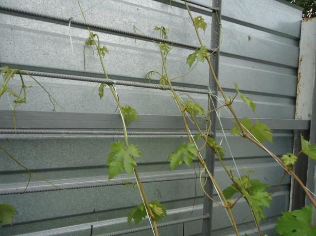Подвязанные к бечевке молодые побеги винограда, растущего вдоль забора из профлиста