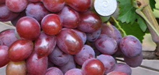 Виноград подарок Ирине спелая гроздь и монетка