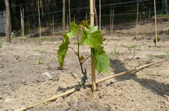 Молодой саженец винограда растёт в почве
