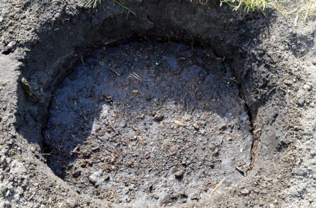 Посадочную яму для винограда засыпали питательной почвой и залили водой